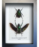 Derby&#39;s Flower Beetles Dicronorrhina Derbyana Pair Framed Entomology Sha... - $99.39 CAD