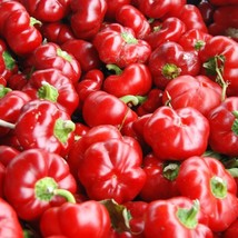 VPF Sweet Pimento L Pepper Seeds 25+ MILD Bell Vegetable Garden Annual  - £2.09 GBP