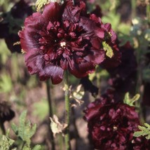 25+ Double Maroon Hollyhock Seeds Perennial Flower Seed Flowers 853 From Us - $9.89