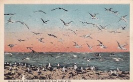 Great Salt Lake Utah UT Sea Gulls Shore Postcard C17 - £2.38 GBP