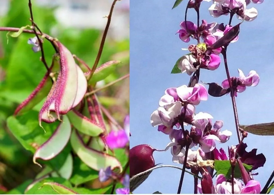 Hyacinth Bean Seeds Most Beautify Asian/Purple Moon Heirloom NO-GMO 10 Seeds - £8.29 GBP