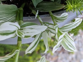 Giant White Inch Plant -Variegated Quicksilver Spiderwort-Rare Wandering... - $12.78 CAD+