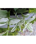 Giant White Inch Plant -Variegated Quicksilver Spiderwort-Rare Wandering... - $11.51 CAD+