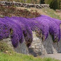 Creeping Thyme Seeds Rock CRESS - Rose Purple Color 300 Seeds - £23.16 GBP