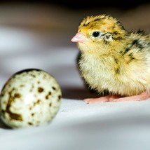 24 Fertile Quail eggs - $27.99