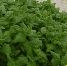 25 New Zealand Spinach Seeds Yummy Fresh Seeds - $15.40