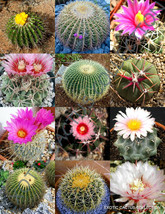 EXOTIC ECHINOCACTUS MIX variety flowering barrel cactus rare cacti seed ... - $167.21 MXN