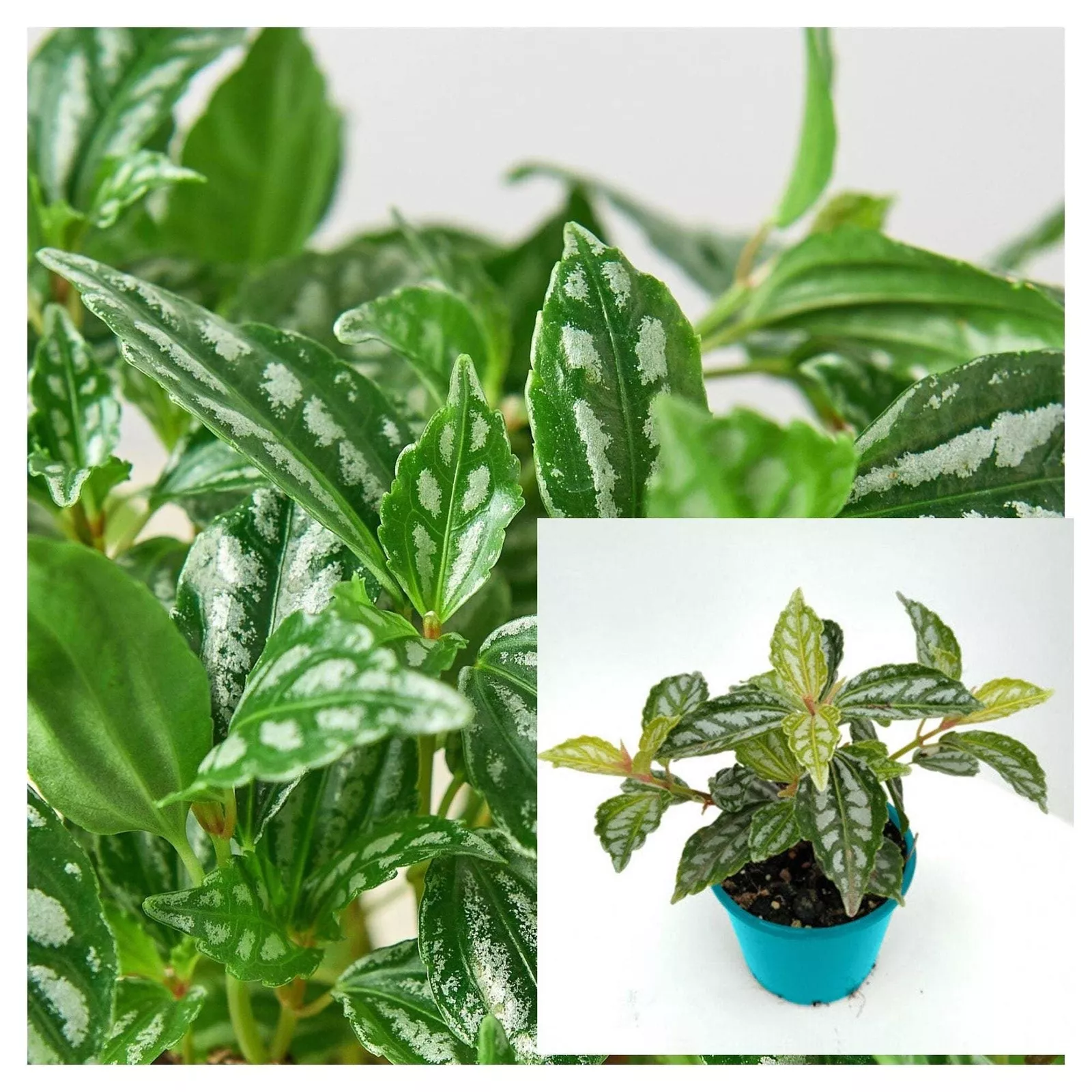 Pilea Aluminum Silver 4 Inch Pot Foliage Live Plant Pilea Cadierei Alumi... - $16.99