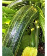 SQUASH, SUMMER COCOZELLE, HEIRLOOM, ORGANIC, 25+ SEEDS, GREAT FOR COOKIN... - £1.99 GBP