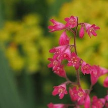 Heuchera Sanguinea V. Pulchra Coral Bells New Mexican Coralbells 20 Seed... - $24.40