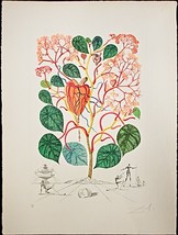 SALVADOR DALI &quot;Begonia&quot; Original,Authentic HAND SIGNED Etching Surreal - $7,821.00