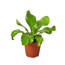 Bird&#39;s Nest &#39;Nidus&#39; Fern-6&quot; Pot - $891.43 MXN