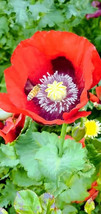 Mixed poppy seeds for flowers boquets -FREE SHIPPING USA (Int ship 1.60) - $3.95