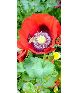 Mixed poppy seeds for flowers boquets -FREE SHIPPING USA (Int ship 1.60) - $5.36 CAD