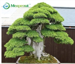 Bonsai Japanese Red Cedar - Cryptomeria Japonica  - £10.24 GBP