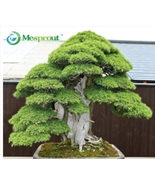 Bonsai Japanese Red Cedar - Cryptomeria Japonica  - $13.02