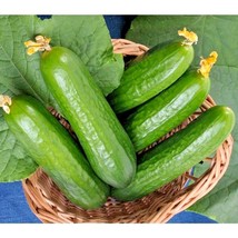 BPA 30 Seeds Wisconsin Smr 58 Cucumber Seeds Non-Hybrid Summer Vegetable Garden  - £7.07 GBP