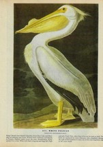 White Pelican Bird 1946 Color Art Print John James Audubon Nature DWV2C - $39.99