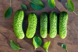 JGBOS Sell 25 Boston Pickling Cucumber Seeds Fresh Harvest For 2024 Gardens - $9.00