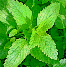 SD 1500 Lemon Balm Citronella Perennial Seeds Mosquito Insect Garden Seeds - $9.20