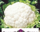 Cauliflower Snowball Y Cruciferous Non-Gmo 250 Seeds Fast Shipping - £7.22 GBP