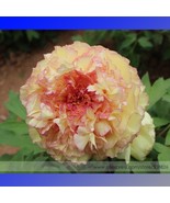 Golden Peony Tree Flower With Pink Edge Heart Seeds Pack 5 Seeds Light F... - $12.44 CAD