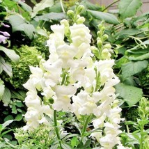 Snapdragon Snowflake Blooms Spring-Fall White Up To 36&quot; 100 Seeds - £7.04 GBP