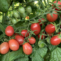 PPA 50 Seeds Grape Rosalita Tomato Vegetable Tomatoe Garden Edible 72 Day Harves - $4.76