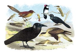 Caracara Eagle, Crow, and Kingfisher - £15.87 GBP