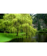 2 Weeping Willow Tree 3 to 4 Ft Tall Live Tree Beautiful Swaying Branche... - $2,128.76 MXN