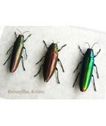 Trio Metallic Jewel Buprestidae Real Beetles Framed Entomology Shadowbox - €75,86 EUR