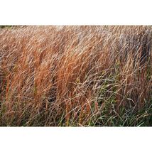 Pure Herbs: Sweet Root (Calamus) - 4 oz. (Natural Herbal Extracts) image 2