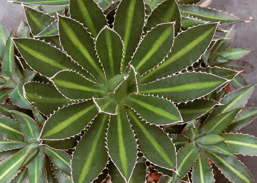 Agave Lophantha Hardy Agave 5 seeds Fresh Gardening - $17.96