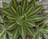Agave Lophantha Hardy Agave 5 seeds Fresh Gardening - $17.96