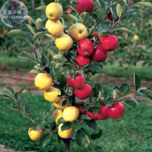  SEED Dwarf Red Yellow Apple Tree Seeds, 10 seeds - $3.99