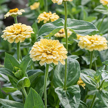 Seeds USA Seller 100 Isabellina Zinnia Seeds Planting - $10.96