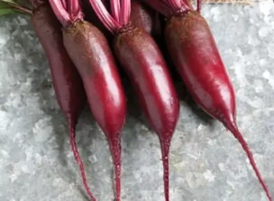 Beet - Cylindra! Large Long Beet - GREAT FOR CANNING! ! - $13.05