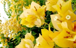 Well Rooted **GOLD** Bougainvillea starter/plug plant - Rare Bougainvillea - £21.57 GBP