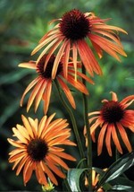 From US 50 Orange Meadow Bright Coneflower Seeds Echinacea Perennial Flowers Flo - £8.78 GBP