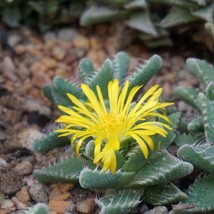 Succulent Enthusiast&#39;s Dream - 10 Faucaria Tuberculosa Seeds, Start Your Own Des - £7.59 GBP