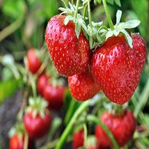Sparkle June Bearing 10 Live Strawberry Plants, Non GMO, - £15.94 GBP