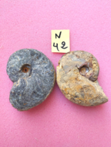2pcs of Manticoceras Goniatite Mineral fossil Devonian Moroccan fossils - $494.18 MXN
