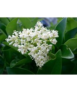 SDC Ligustrum Japonicum Japanese Privet Evergreen Shrub Hardy 1 Plant Fr... - €27,61 EUR
