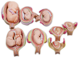 Education Model 8 PCS Human Anatomical Embryonic Development Nurse Study - £69.98 GBP