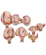 Education Model 8 PCS Human Anatomical Embryonic Development Nurse Study - $89.00