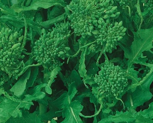 500 Seeds Rapini Broccoli Early Fall Broccoli Raab Italian Greens Health... - $5.99