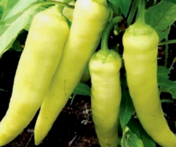 50 Pc Seeds Yellow Sweet Banana Pepper Vegetable, Pepper Seeds for Planting | RK - £8.36 GBP