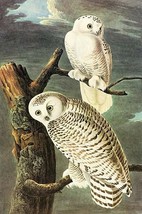 Snowy Owl by John James Audubon #2 - Art Print - £17.57 GBP+