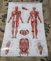 The Muscular &amp; Skeletal System Laminated Wall Chart Poster Home School New - £13.64 GBP