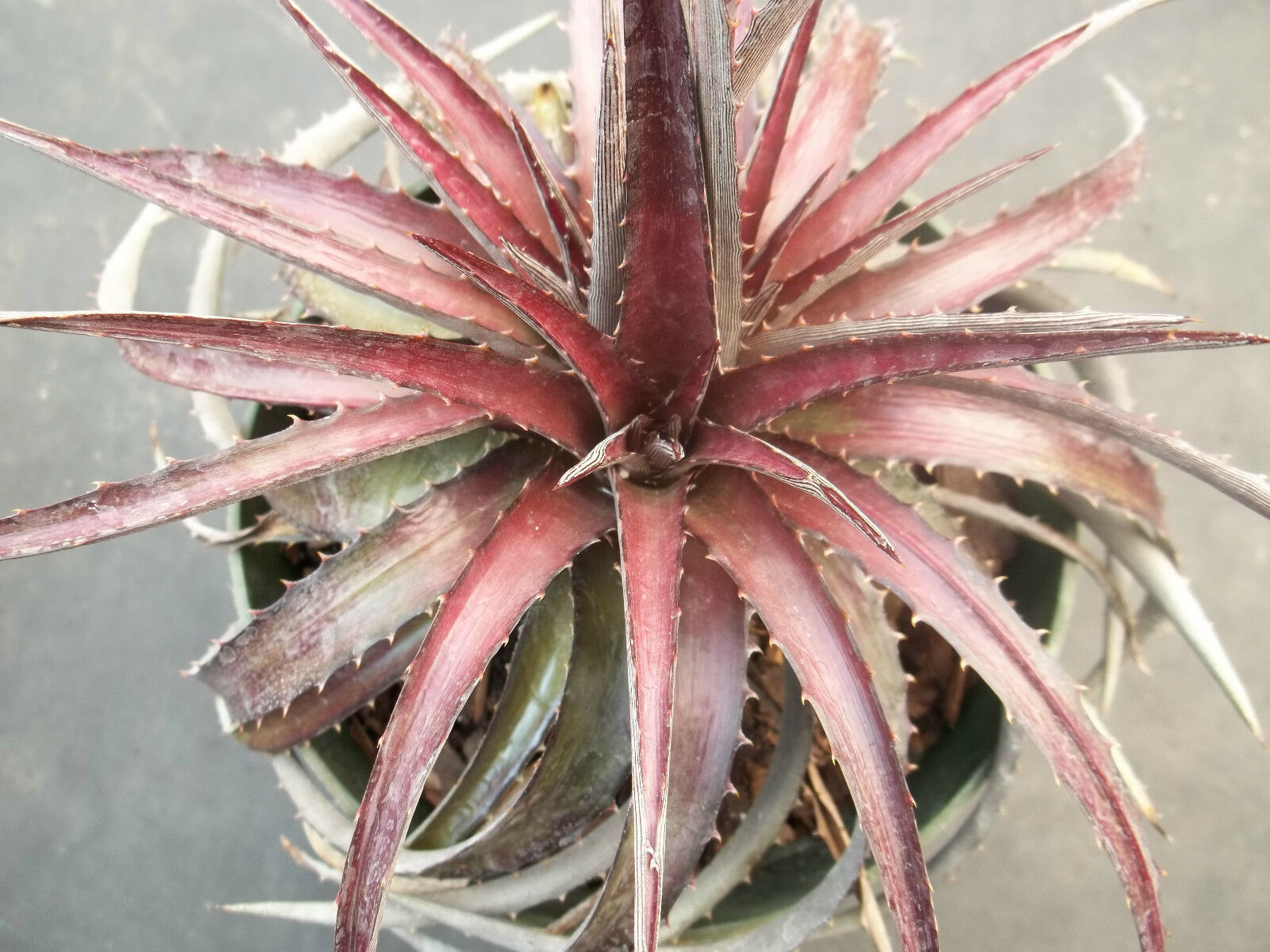 DYCKIA CHERRY COKE Hybrid exotic terrestrial bromeliad air rare seed 10 seeds Item image 3